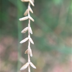 Tetrarrhena juncea at Turtons Creek, VIC - 26 Feb 2022 by StuartInchley