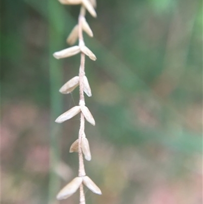 Tetrarrhena juncea at Turtons Creek, VIC - 26 Feb 2022 by StuartInchley