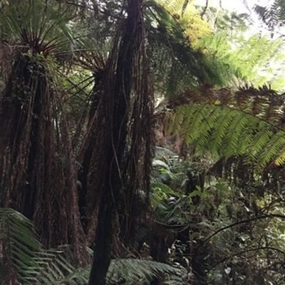 Dicksonia antarctica at Turtons Creek, VIC - 17 May 2022 by StuartInchley