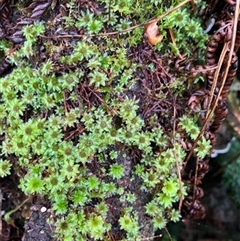 Rosulabryum billardierei at Dollar, VIC - 27 Aug 2022 by StuartInchley