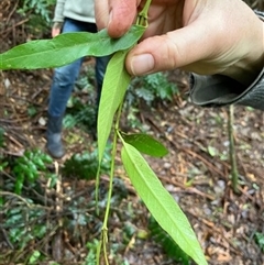 Parsonsia brownii at Turtons Creek, VIC - 2 Sep 2022 by StuartInchley