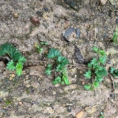 Veronica plebeia at Turtons Creek, VIC - 26 Aug 2022 by StuartInchley