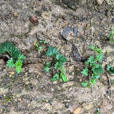 Veronica plebeia at Turtons Creek, VIC - 26 Aug 2022 by StuartInchley
