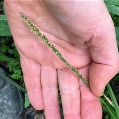 Carex appressa at Turtons Creek, VIC - 2 Nov 2022 by StuartInchley
