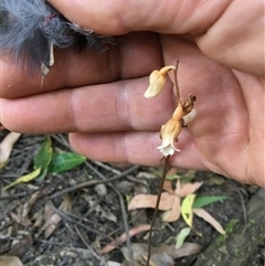 Gastrodia sesamoides at Turtons Creek, VIC - 4 Jan 2020 by StuartInchley