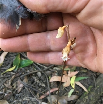 Gastrodia sesamoides at Turtons Creek, VIC - 4 Jan 2020 by StuartInchley