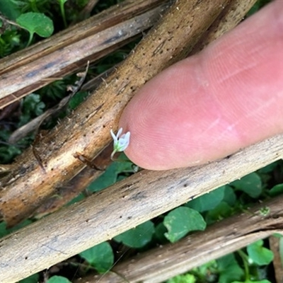 Viola hederacea at Turtons Creek, VIC - 30 Nov 2022 by StuartInchley
