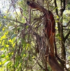 Muellerina eucalyptoides at Turtons Creek, VIC - 20 Dec 2022 by StuartInchley