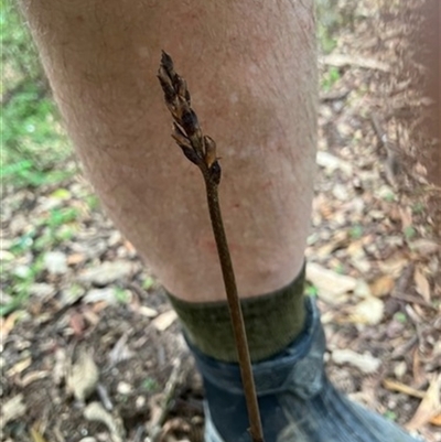Gastrodia procera at Turtons Creek, VIC - 21 Dec 2022 by StuartInchley