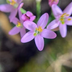 Centaurium erythraea at Turtons Creek, VIC - 12 Jan 2023 by StuartInchley