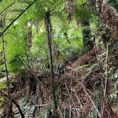 Cyathea cunninghamii at Turtons Creek, VIC - 16 Jan 2023 by StuartInchley