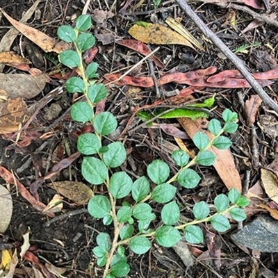 Cotoneaster glaucophyllus at Turtons Creek, VIC - 6 Feb 2023 by StuartInchley