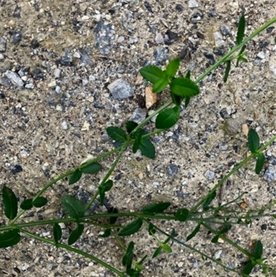 Gonocarpus sp. at Turtons Creek, VIC - 28 Mar 2023 by StuartInchley
