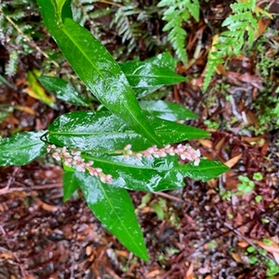Persicaria decipiens at Turtons Creek, VIC - 31 Mar 2023 by StuartInchley