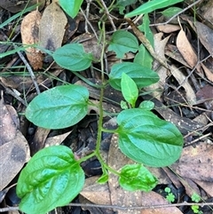 Hackelia latifolia (Forest Hound's Tongue) at Turtons Creek, VIC - 30 Apr 2023 by StuartInchley