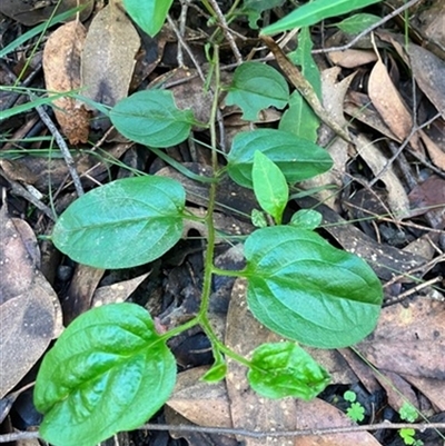 Hackelia latifolia (Forest Hound's Tongue) at Turtons Creek, VIC - 30 Apr 2023 by StuartInchley
