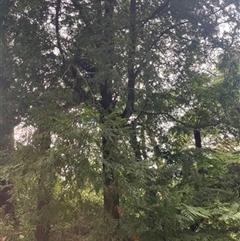 Nothofagus cunninghamii at Gunyah, VIC - 29 Apr 2023 by StuartInchley