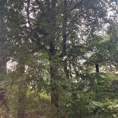 Nothofagus cunninghamii at Gunyah, VIC - 29 Apr 2023 by StuartInchley