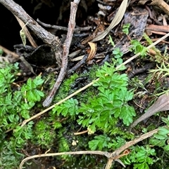 Hymenophyllum cupressiforme at Turtons Creek, VIC - 20 Sep 2023 by StuartInchley