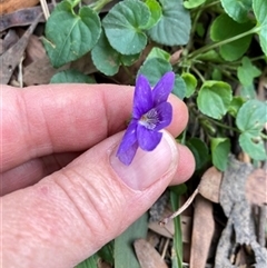 Viola betonicifolia at Turtons Creek, VIC - 8 Oct 2023 by StuartInchley