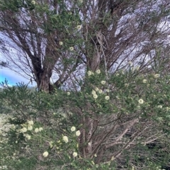 Melaleuca squarrosa at Foster, VIC - 7 Oct 2023 by StuartInchley