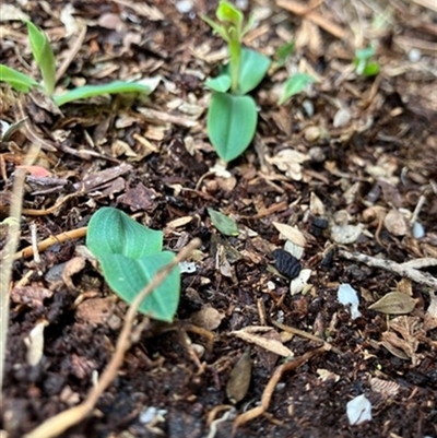 Chiloglottis valida at Foster, VIC - 7 Oct 2023 by StuartInchley
