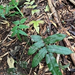 Blechnum wattsii (Hard Water Fern) at Foster, VIC - 7 Oct 2023 by StuartInchley