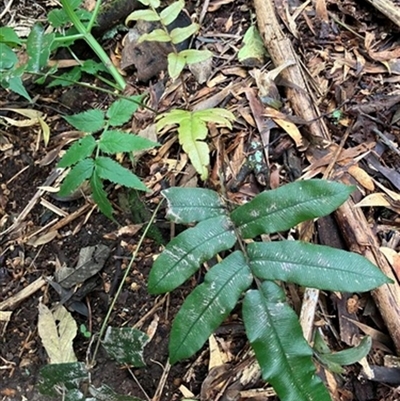 Blechnum wattsii (Hard Water Fern) at Foster, VIC - 7 Oct 2023 by StuartInchley