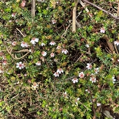 Bauera rubioides at Foster, VIC - 7 Oct 2023 by StuartInchley