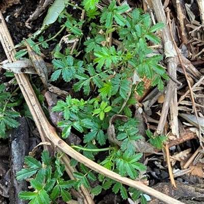 Acaena novae-zelandiae at Foster, VIC - 7 Oct 2023 by StuartInchley