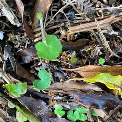Hydrocotyle hirta at Foster, VIC - 7 Oct 2023 by StuartInchley
