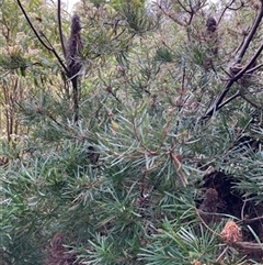 Banksia spinulosa var. cunninghamii at Foster, VIC - 7 Oct 2023 by StuartInchley
