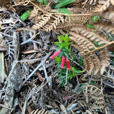 Epacris impressa at Foster, VIC - 7 Oct 2023 by StuartInchley