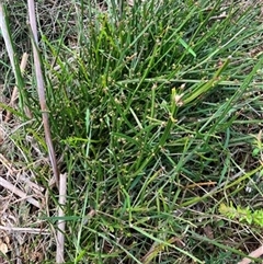 Amperea xiphoclada (Broom Spurge) at Foster, VIC - 7 Oct 2023 by StuartInchley