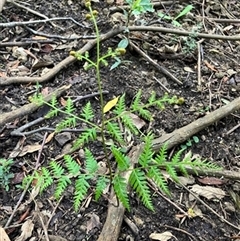 Pteridium esculentum at Foster, VIC - 7 Oct 2023 by StuartInchley