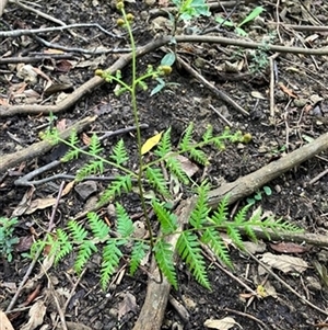 Pteridium esculentum at Foster, VIC - 7 Oct 2023 by StuartInchley