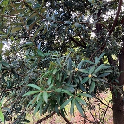 Pittosporum bicolor at Foster, VIC - 7 Oct 2023 by StuartInchley