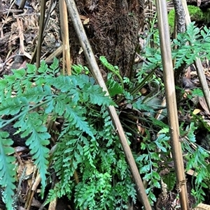 Asplenium gracillimum at Foster, VIC - 7 Oct 2023 by StuartInchley
