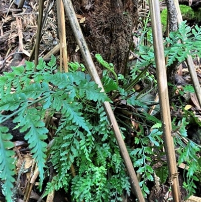 Asplenium gracillimum at Foster, VIC - 7 Oct 2023 by StuartInchley