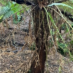 Dicksonia antarctica at Foster, VIC - 7 Oct 2023 by StuartInchley