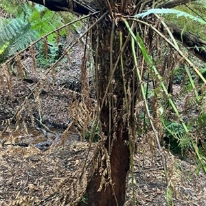 Dicksonia antarctica at Foster, VIC - 7 Oct 2023 by StuartInchley
