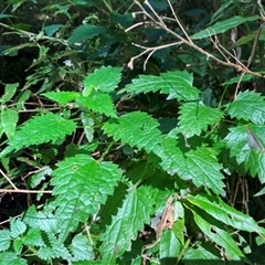 Urtica incisa at Foster, VIC - 7 Oct 2023 by StuartInchley