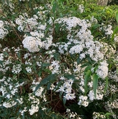 Olearia lirata at Foster, VIC - 7 Oct 2023 by StuartInchley
