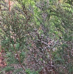 Leptospermum continentale at Foster, VIC - 7 Oct 2023 by StuartInchley