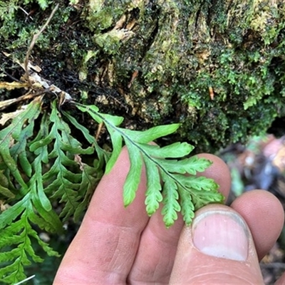Notogrammitis heterophylla at Turtons Creek, VIC - 6 Oct 2023 by StuartInchley