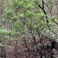 Bedfordia arborescens at Foster, VIC - 7 Oct 2023 by StuartInchley