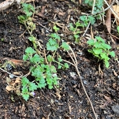 Veronica plebeia at Foster, VIC - 7 Oct 2023 by StuartInchley