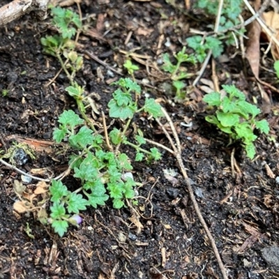 Veronica plebeia at Foster, VIC - 7 Oct 2023 by StuartInchley