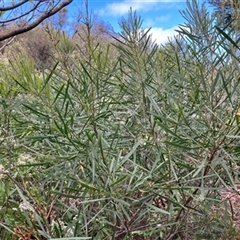 Acacia mucronata at Foster, VIC - 7 Oct 2023 by StuartInchley