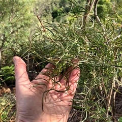 Acacia doratoxylon at Foster, VIC - 7 Oct 2023 by StuartInchley